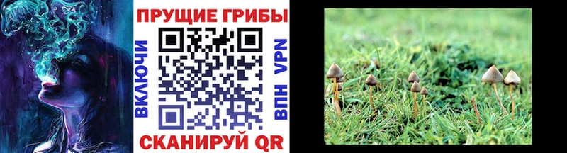 Галлюциногенные грибы мицелий Цимлянск