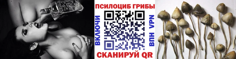 цены   Цимлянск  Псилоцибиновые грибы Psilocybe 